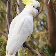 The Loneliness of the Sulphur-crested Cockatoo(Avian Grief) - with Donna Devine