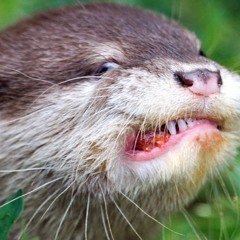 Four Songs By The Ornsteins