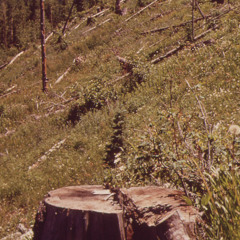 Falling Trees