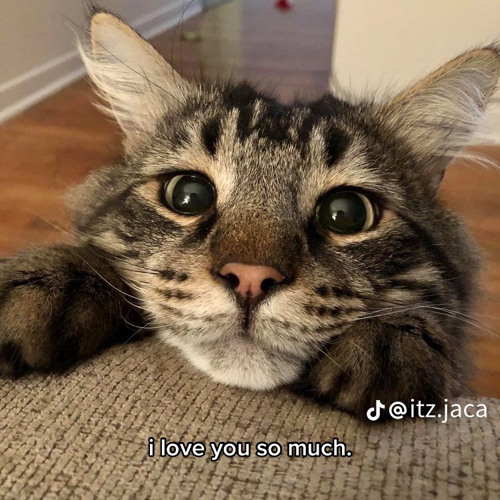 “do u honestly think your capable of touching me”