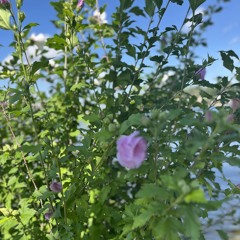 Stumbling Rose