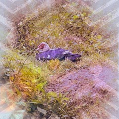 Static Paisley Live Slacker Solstice - Data Corruption