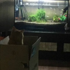 기억소각-다운 cover..