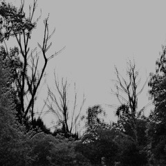 Cows kept in the Dark