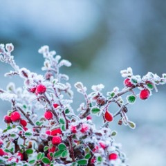 Frozen Flower