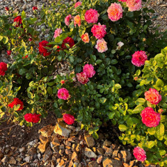 Barayya barayya - Ikooru narasimhacharya