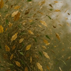 Force Of Nature