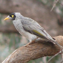 Noisy Miner