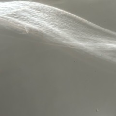 Flying Lights