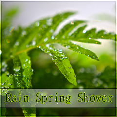 Rain Spring Shower