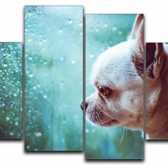 Ep 31 - The Ballard of George the Chihuahua