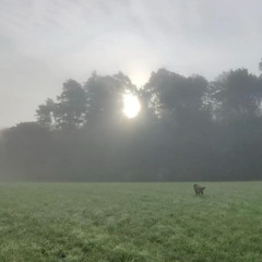 next morning