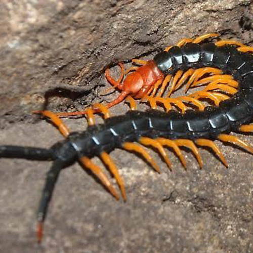 Marcell Peri Cintaku Cover Mp3 By Fauzan Marcell Peri Cintaku Cover Mp3 By Fauzan