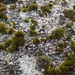 ── .✦°❀⋆.ೃ࿔*:･°❀⋆.ೃ࿔*:･─── ⋆⋅☆⋅⋆ ── ✶⋆.˚