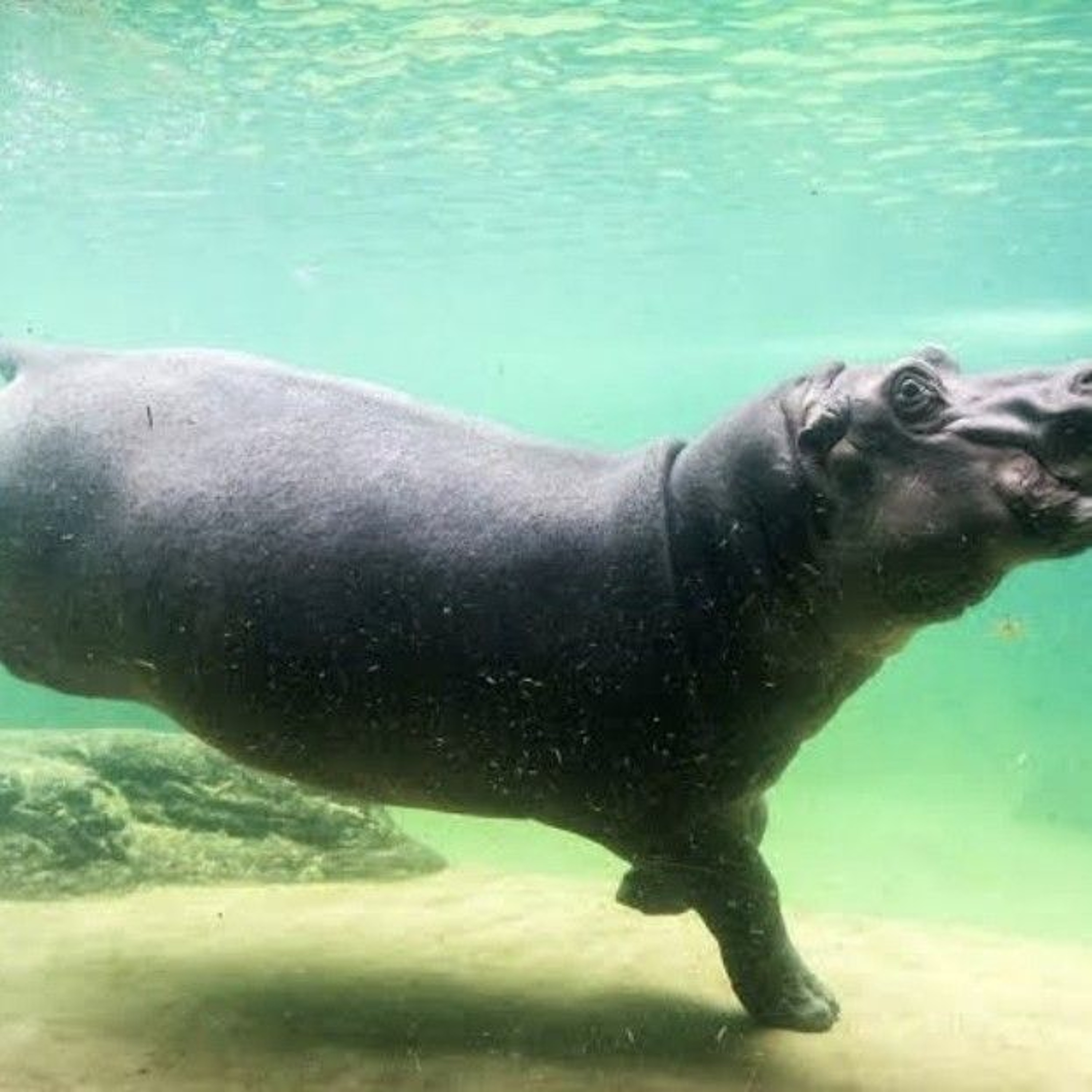 Hippo  (Common Ancestor With  Cetaceans mix) episode artwork