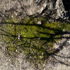 The Courtyard Flooded and the Tree Was Swallowed