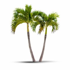 Palm Trees (Current Version)
