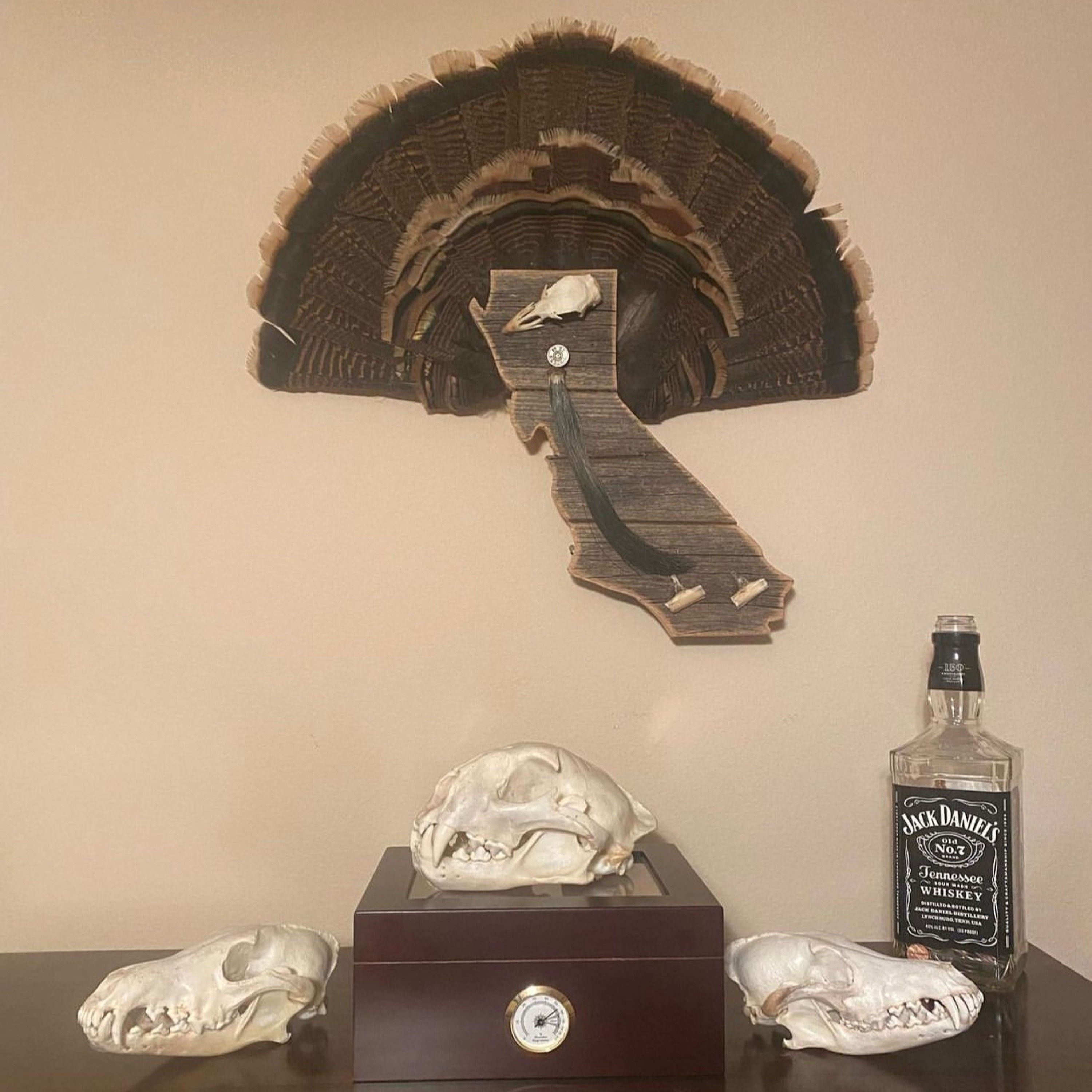 E60 Taxidermy Tuesday