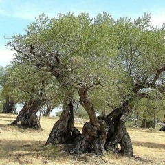 Balada Da Oliveira