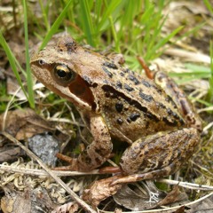 Frosk Bingedammen 20200408 Hydrophone - Solo