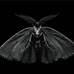 Black Moth