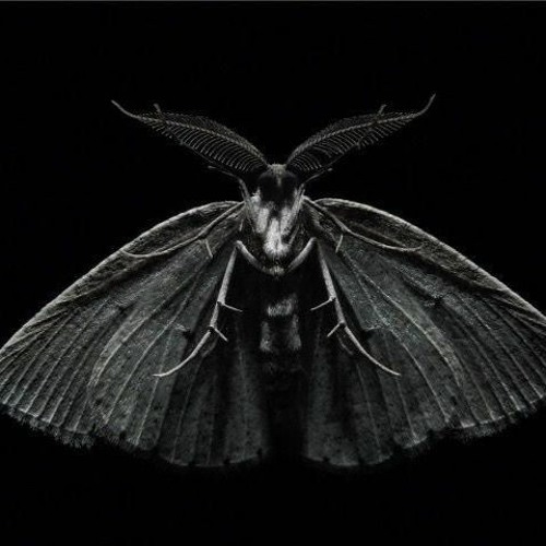 Black Moth