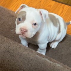 Esos x KeeseyOrKeeseyon x Trasosa In That Land