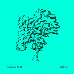 Herbarium No 21 - Caldera - Fraxinus Excelsior