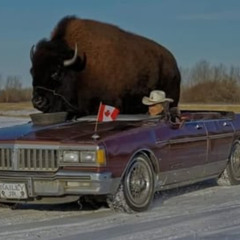 ridin' bison demo