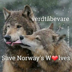 281121 Wolves
