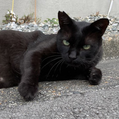 銀河鉄道の猫