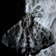 PURITY