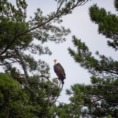 Coming to The Tree