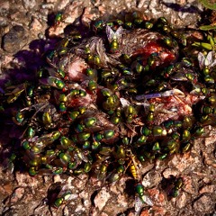 Survival Of The Shittest