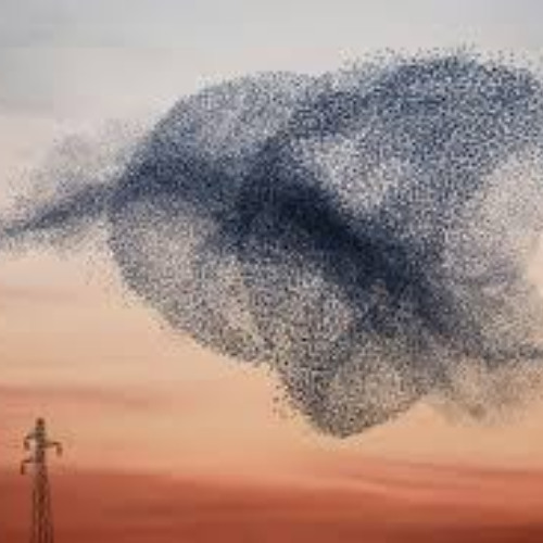 Murmuration