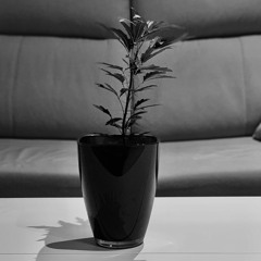 Noche de meigas (un conjuro guindalérrimo)