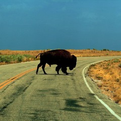 Buffalo - Hurray for the Riff Raff (LtS Cover)