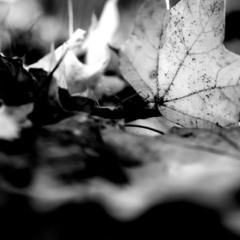 When the Leaves Come Falling Down [Session]