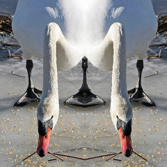 Boogie Shuffle Stop in the evening