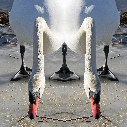 Boogie Shuffle Stop in the evening