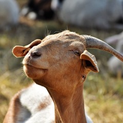 Goat