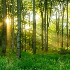 The Spirit of Summer Whispers the Prayers of Her Annunciation