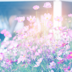 Cosmos