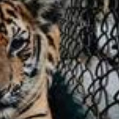 el tigre 200x200
