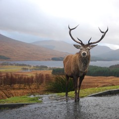 Scotland