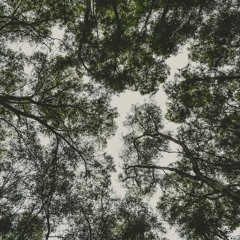 Tree Witch (2017)