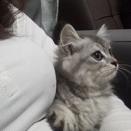 انت ما تحبني متعود عليي 🤯✨