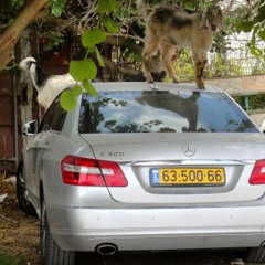 Back of the Benz (ft. 24 Shadez)