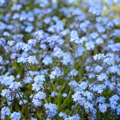 Trio No. 5 from "A Musical Field Guide To Minnesota Wildflowers" for Ob, EbCl, Bsn