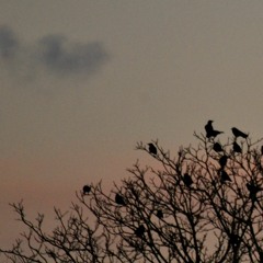 Bebe - Razones (Nobots Cold Edit) [FREE DOWNLOAD]